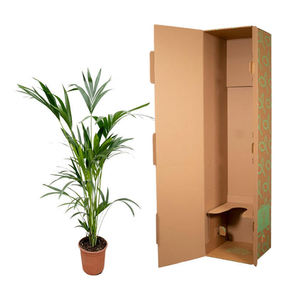 Palmera Kentia - Altura 160cm - Maceta 24cm