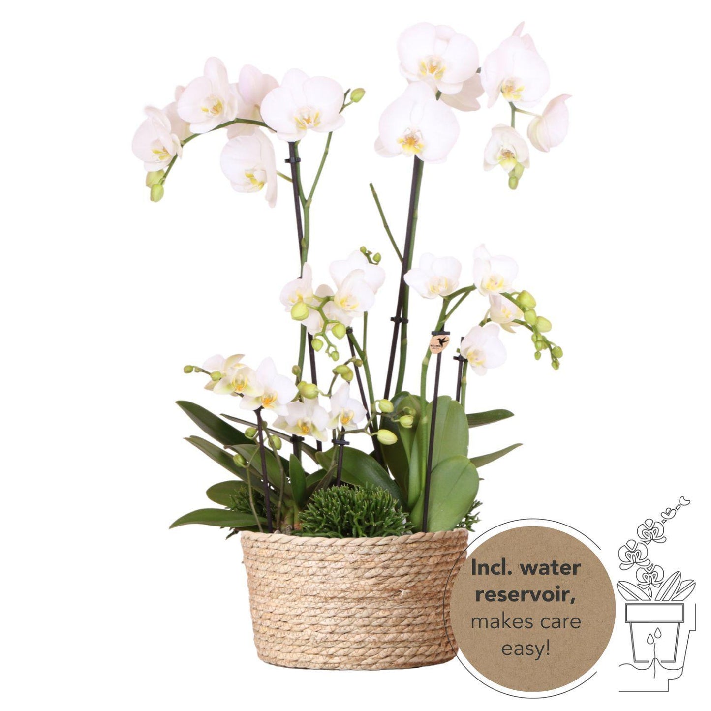 Plant Set in Reed Basket - Three White Orchids and Three Green Plants - Field Bouquet White + Self-Sustaining Water Reservoir