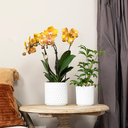 COMBI DEAL van 4 Orchideeën - Las Vegas - Potmaat 12cm