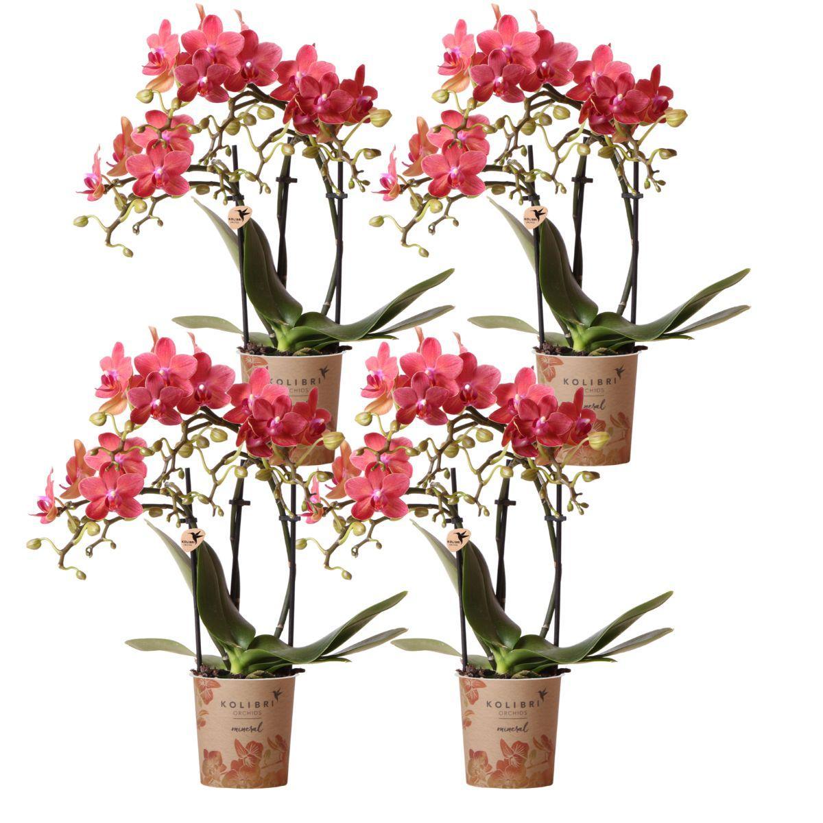 COMBI DEAL of 4 Orange Orchids - Congo - pot size 9cm