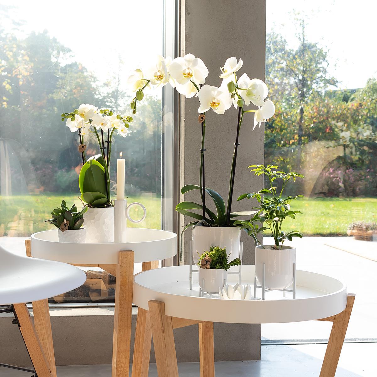 White Orchid - Dame Blanche - pot size 12cm