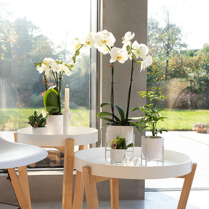 White Orchid - Dame Blanche - pot size 12cm