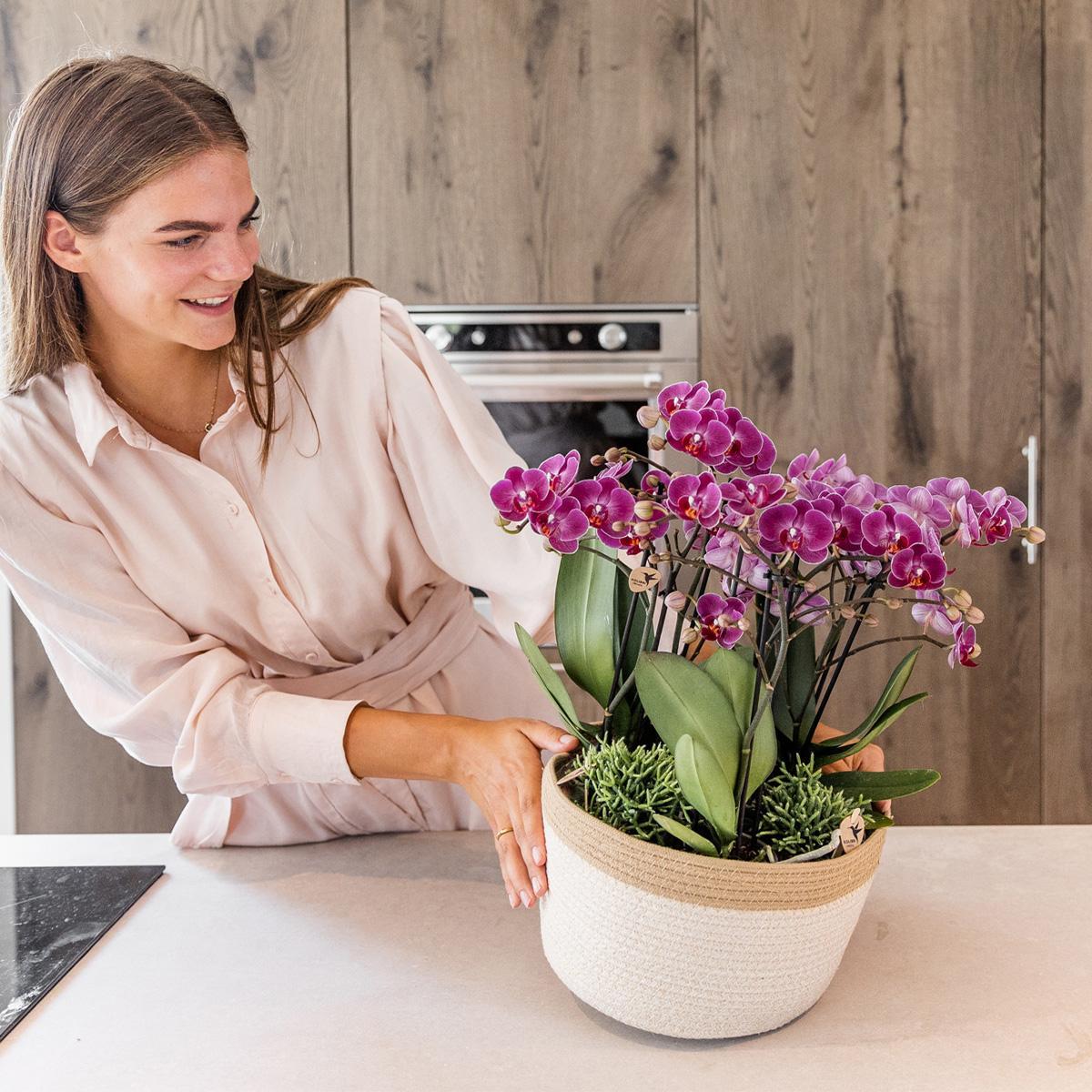 Purple Orchids Set in Cotton Basket + Self-Sustaining Water Reservoir