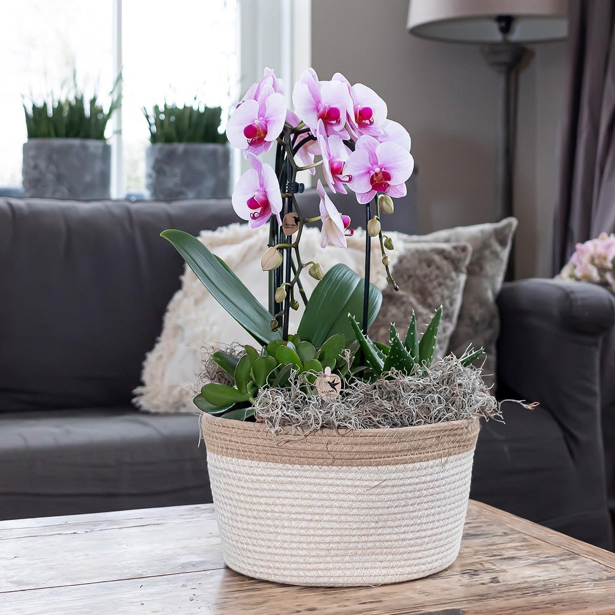 Pink Orchid - Pot Size 12cm