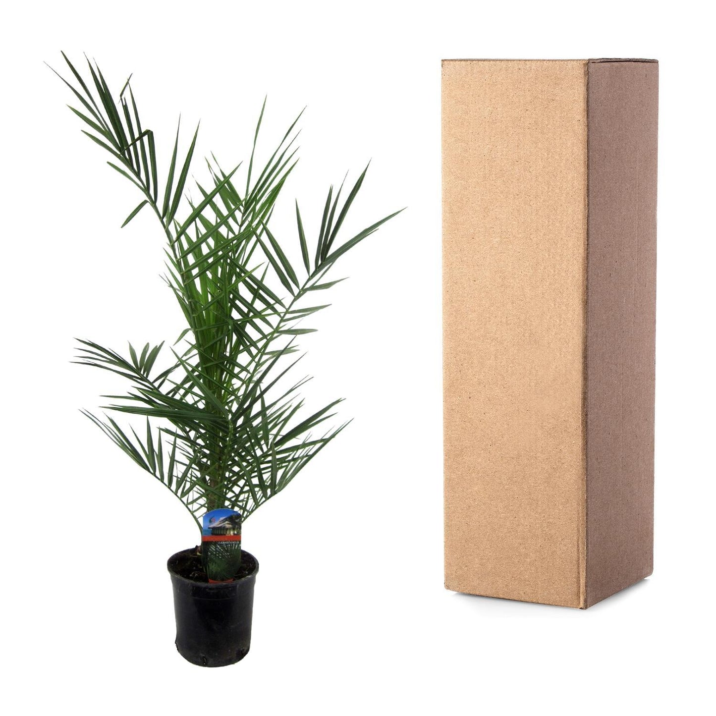 Phoenix Canariensis - 80 cm - 15cm