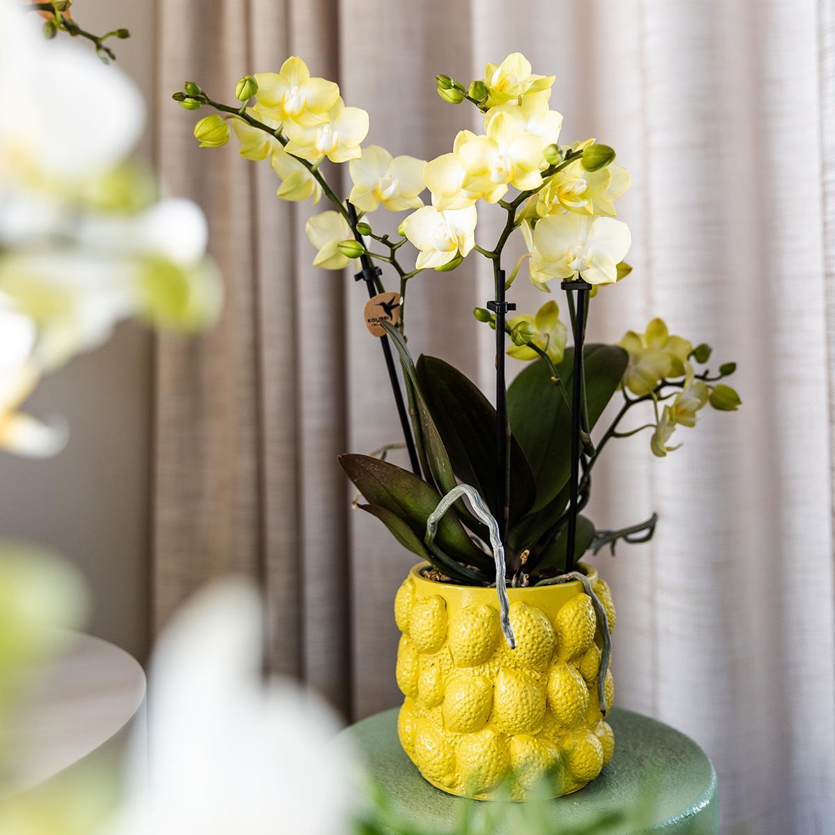 Gift Citrus Yellow Orchids and Succulents incl. ceramic pots