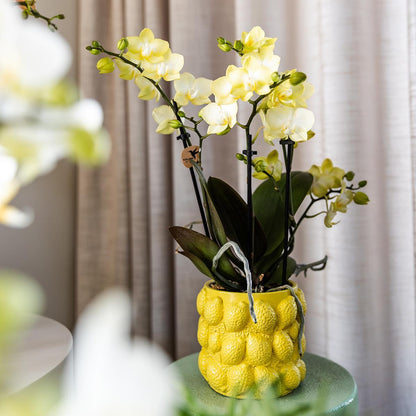 Gift Citrus Yellow Orchids and Succulents incl. ceramic pots
