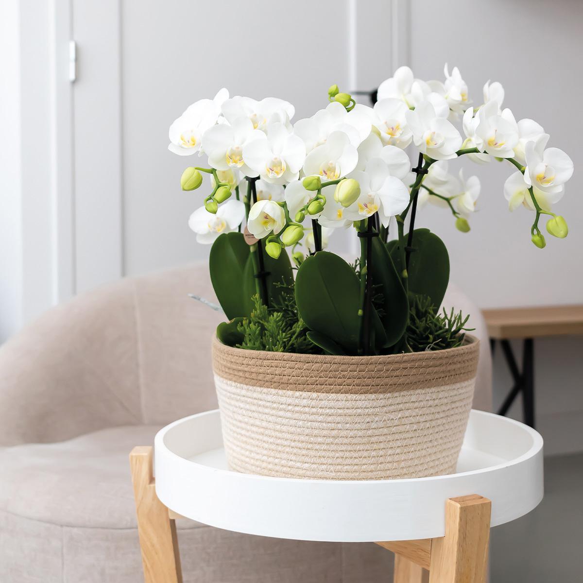 Orange Plant Set in Cotton Basket - 3 Orange Orchids 9cm + 3 Green Plants - Jungle Bouquet Orange + Self-Sustaining Water Reservoir