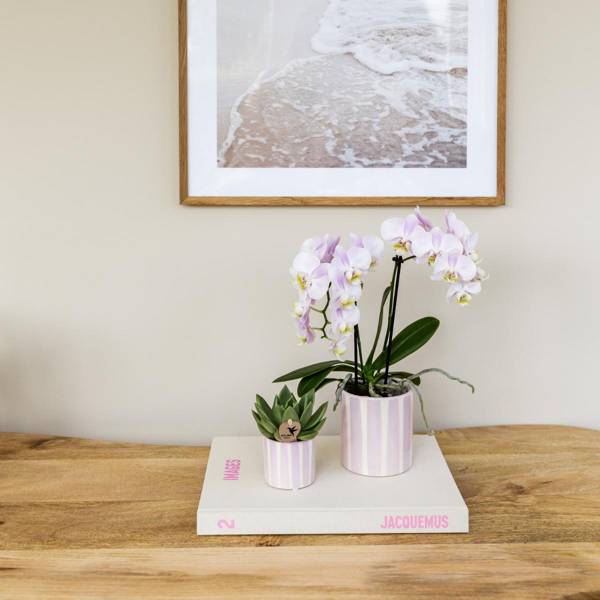 Pink Orchid Portugal + Pink Striped Pot - Pot Size 9cm
