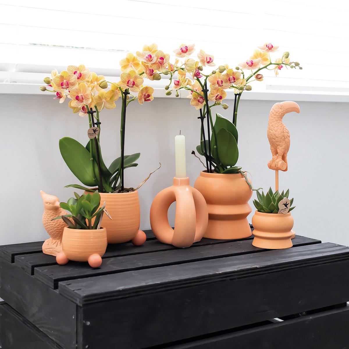 Orange Orchid – Rolling Peach Pot – Size 9cm – 35cm
