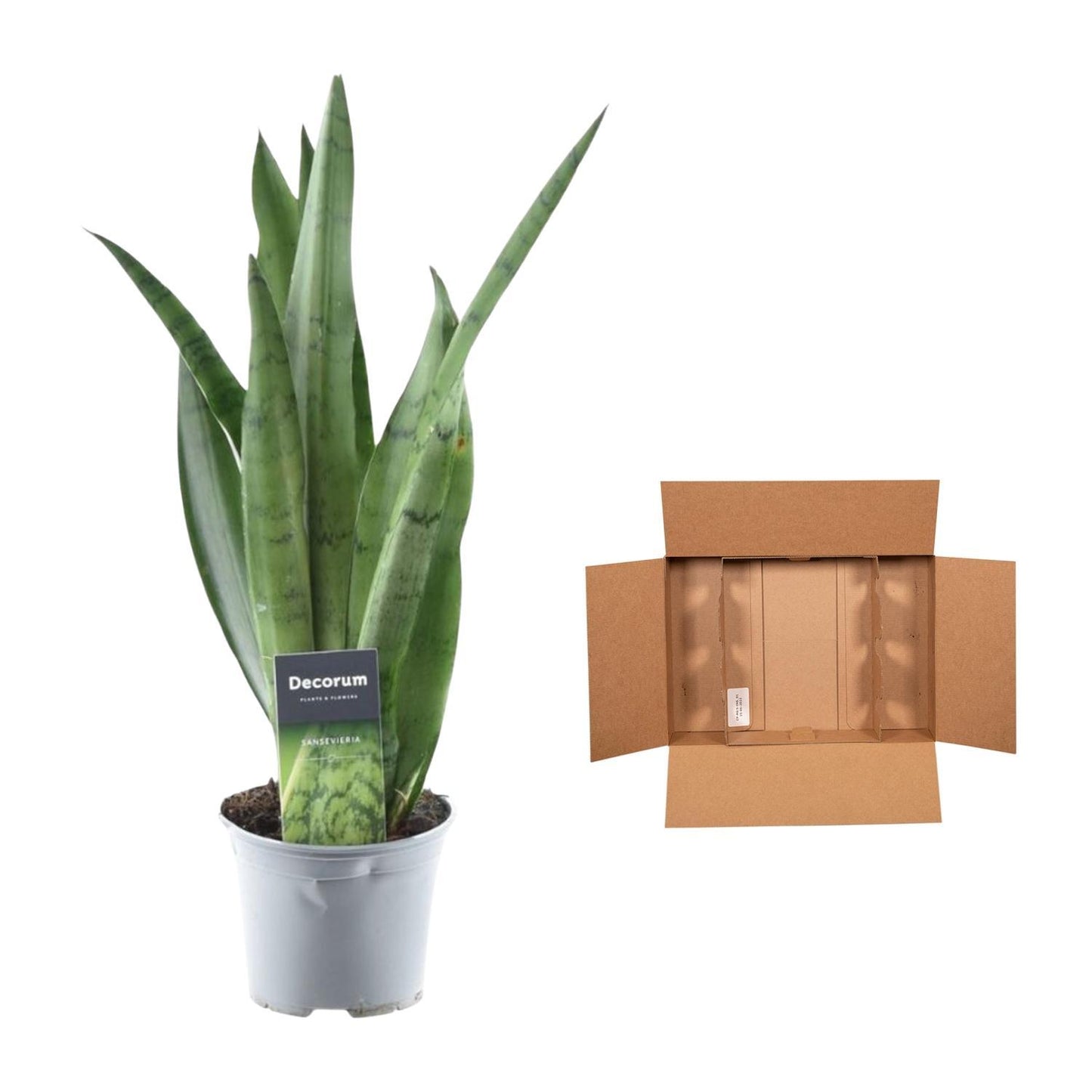 Sansevieria Spearmint - 45 cm - 12 cm