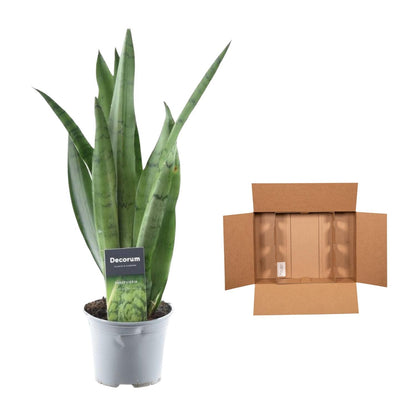 Sansevieria Spearmint - 45 cm - 12 cm
