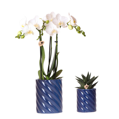 Set of White Amabilis Orchid in Candy Blue Decorative Pots - Pot Size 9cm & 6cm
