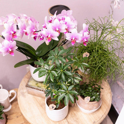 Pink Orchids - Mineral Rotterdam - pot size 9cm