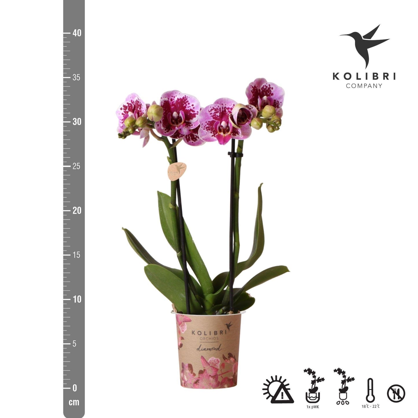 Pink Purple Orchid - El Salvador - pot size 9cm