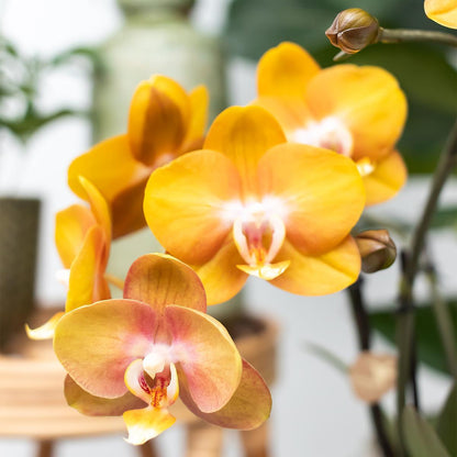 Orange Orchid in Gold Groove Pot - 12cm