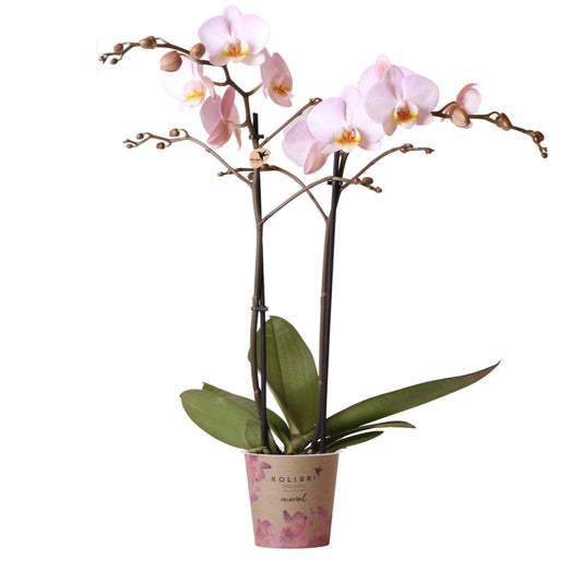 Pink Orchid - Mineral Kikion - Pot Size 12cm