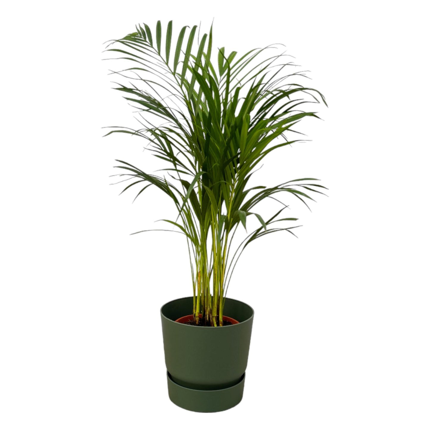 Areca Palm - Height 85cm + Elho Greenville Round Pot - Green D24xH23