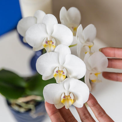 White Orchid Amabilis + Candy Blue Decorative Pot - Pot Size 9cm