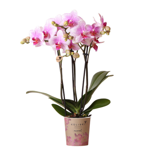 Pink Orchids - Mineral Rotterdam - pot size 9cm