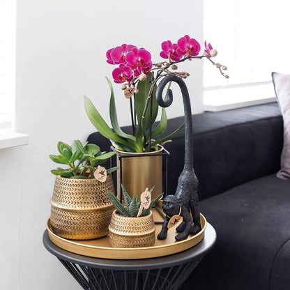 COMBI DEAL of 2 Purple Orchids - Morelia - pot size 9cm