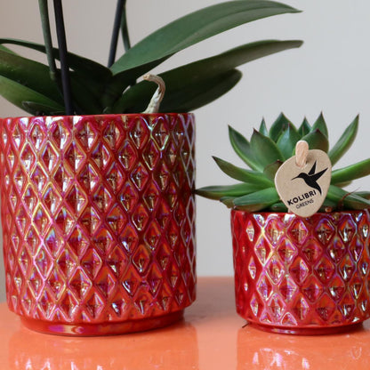 Red Orchid Congo + Pearl Red Pot Size 9cm