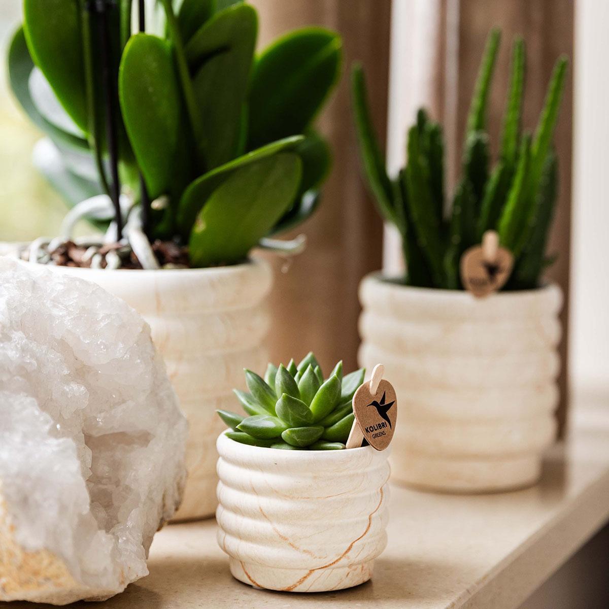 Plant Set - White Orchid Lausanne and Succulent Incl. ceramic pots on a white organic tray