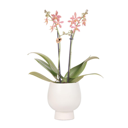 Orange Orchid Spider +White Scandic pot - pot size 9cm
