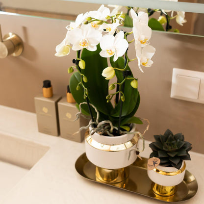 Le Chic White Ceramic Pot with Gold Details - Size 9cm