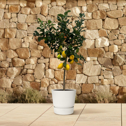 Limonero Citrus - 150 cm - 24cm