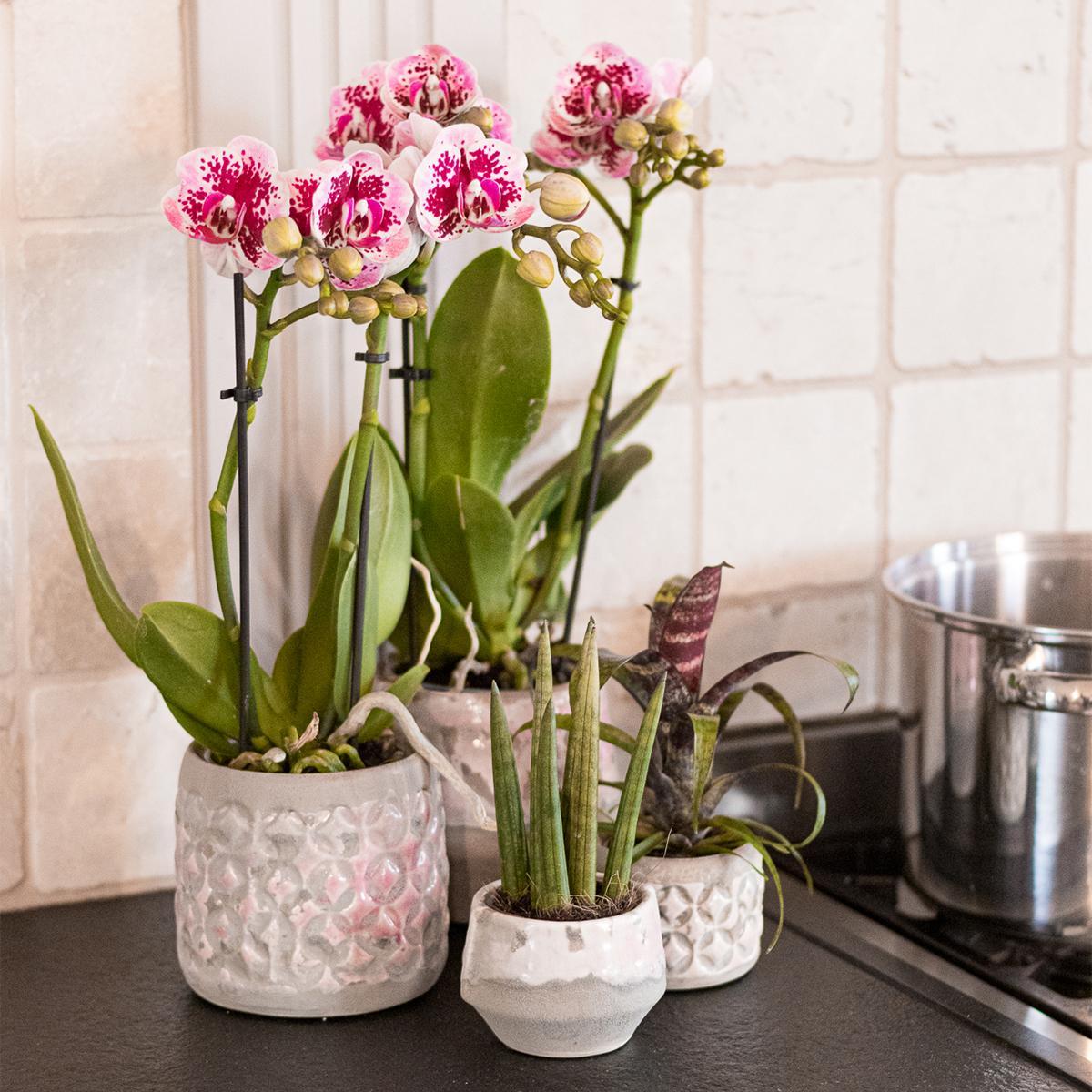 Pink Purple Orchid - El Salvador - pot size 9cm