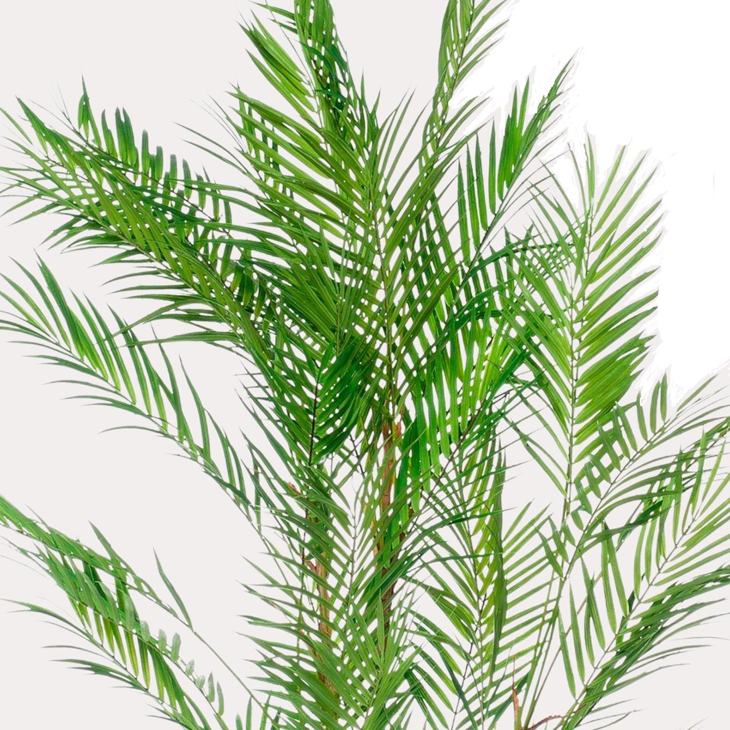 Kunstboom - Chamaedorea Elegans - Palm - 120 cm tot 180 cm