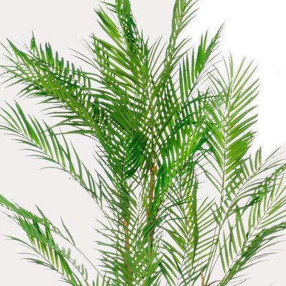 Kunstboom - Chamaedorea Elegans - Palm - 120 cm tot 180 cm