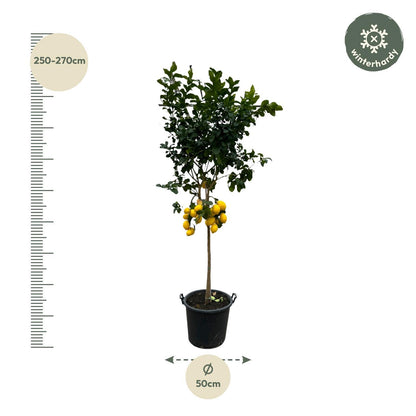 Citrus Lemon - 260 cm - 50cm
