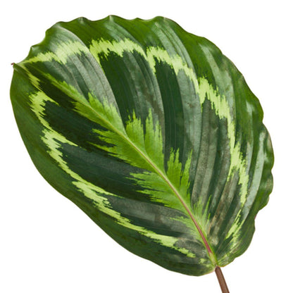 Calathea Medallion - Height 80 cm - Pot size 19 cm