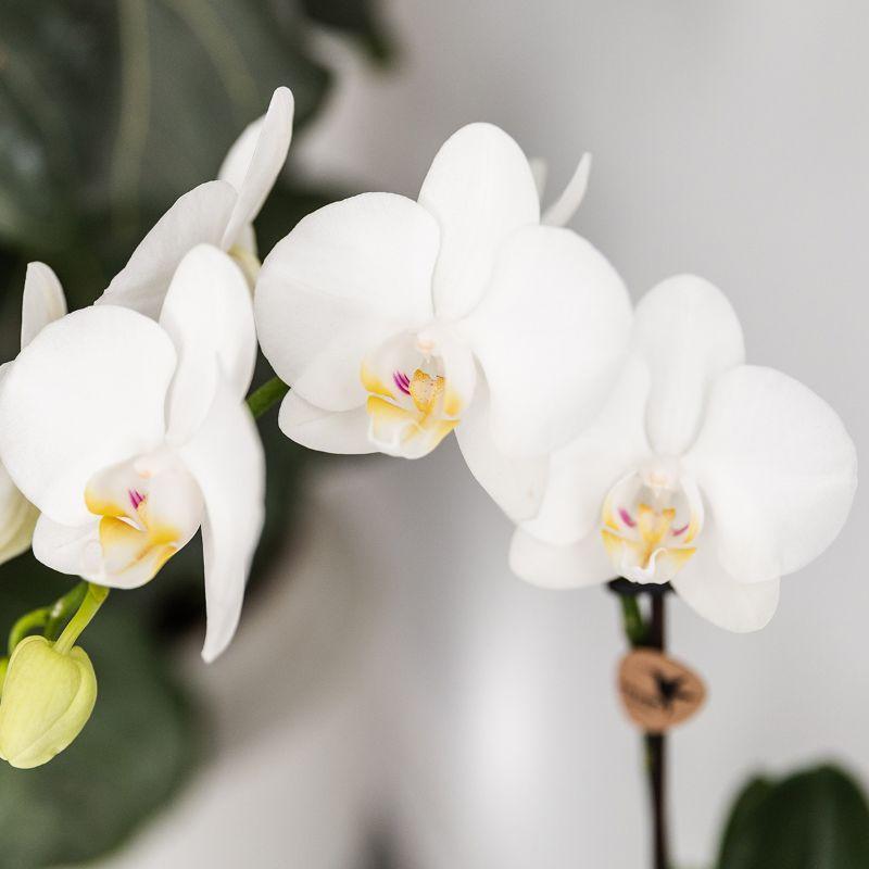 Plant Set Fish Turquoise - Set of White Orchid 9cm + Green Succulent Crassula Hobbit 6cm - incl. Turquoise Ceramic Pots