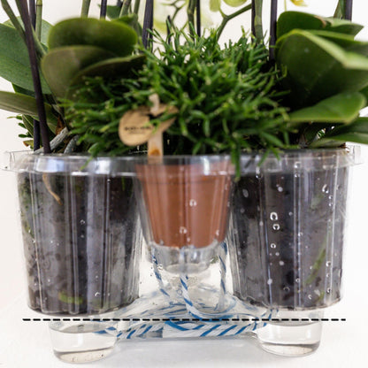 Pink Orchids Set in Reed Basket - 3 Pink Orchids + 3 Green Plants + Self-Sustaining Water Reservoir