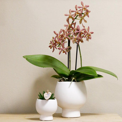 Orange Orchid Spider + Scandic White  Pot size 9cm