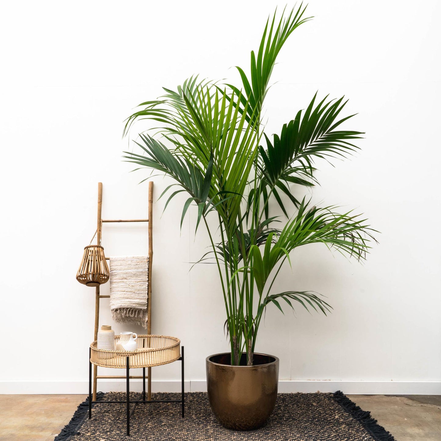 Palmera Kentia - Altura 180cm - Maceta 24cm