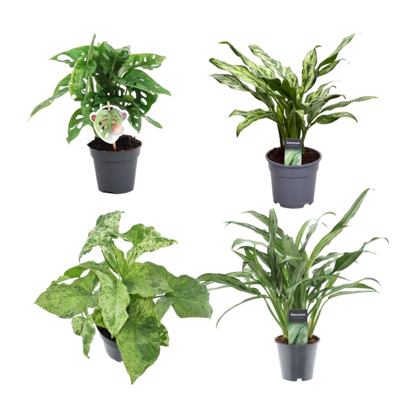 Groene mix van 4 planten - Monstera obliqua 'Monkey Leaf' - 25 cm - 12 - Aglaonema Juliette - 40 cm - 12 - Syngonium Mottled - 25 cm - 12 - Aglaonema Cutlass - 40 cm - 12