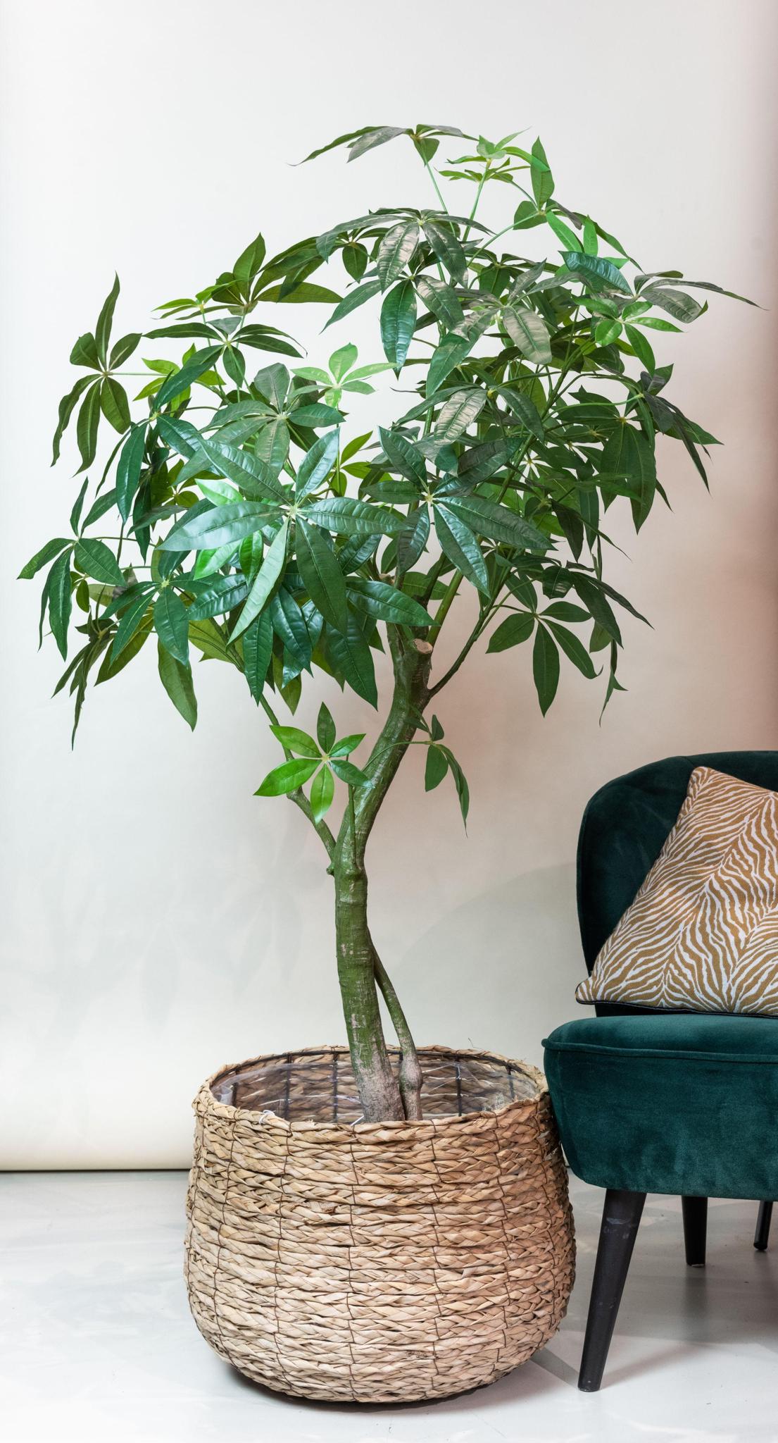Kunstboom - Pachira Aquatica - Geldboom - 150 cm tot 180 cm