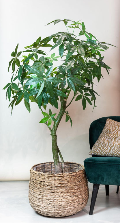 Kunstboom - Pachira Aquatica - Geldboom - 150 cm tot 180 cm