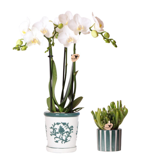 Set of White Orchid Amabilis in Malaga Pot + Succulent in Green Striped Pot - Pot Size 9cm & 6cm