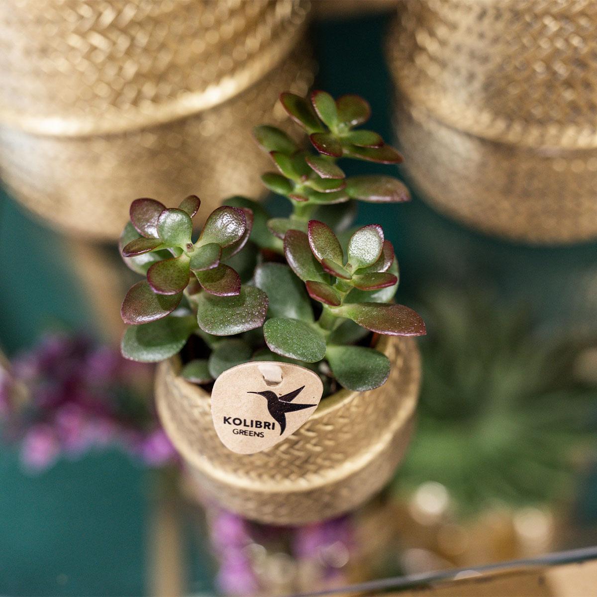 Plant set Groove gold - Set with white orchid Amabilis 9cm + green plant Succulent Aloe Brevifolia 6cm + gold ceramic decorative pots