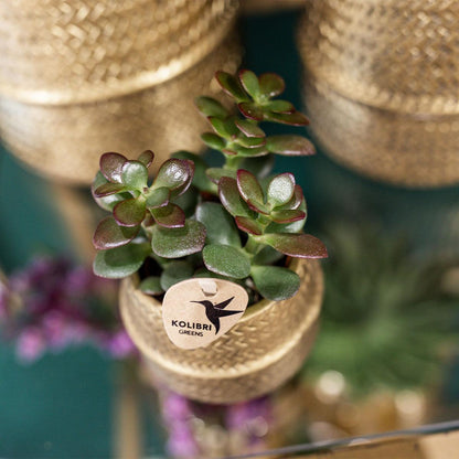 Plant set Groove gold - Set with white orchid Amabilis 9cm + green plant Succulent Aloe Brevifolia 6cm + gold ceramic decorative pots