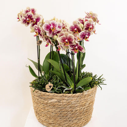 Orchid Bowl Inlay with Water Reservoir + Wicks - 25cm