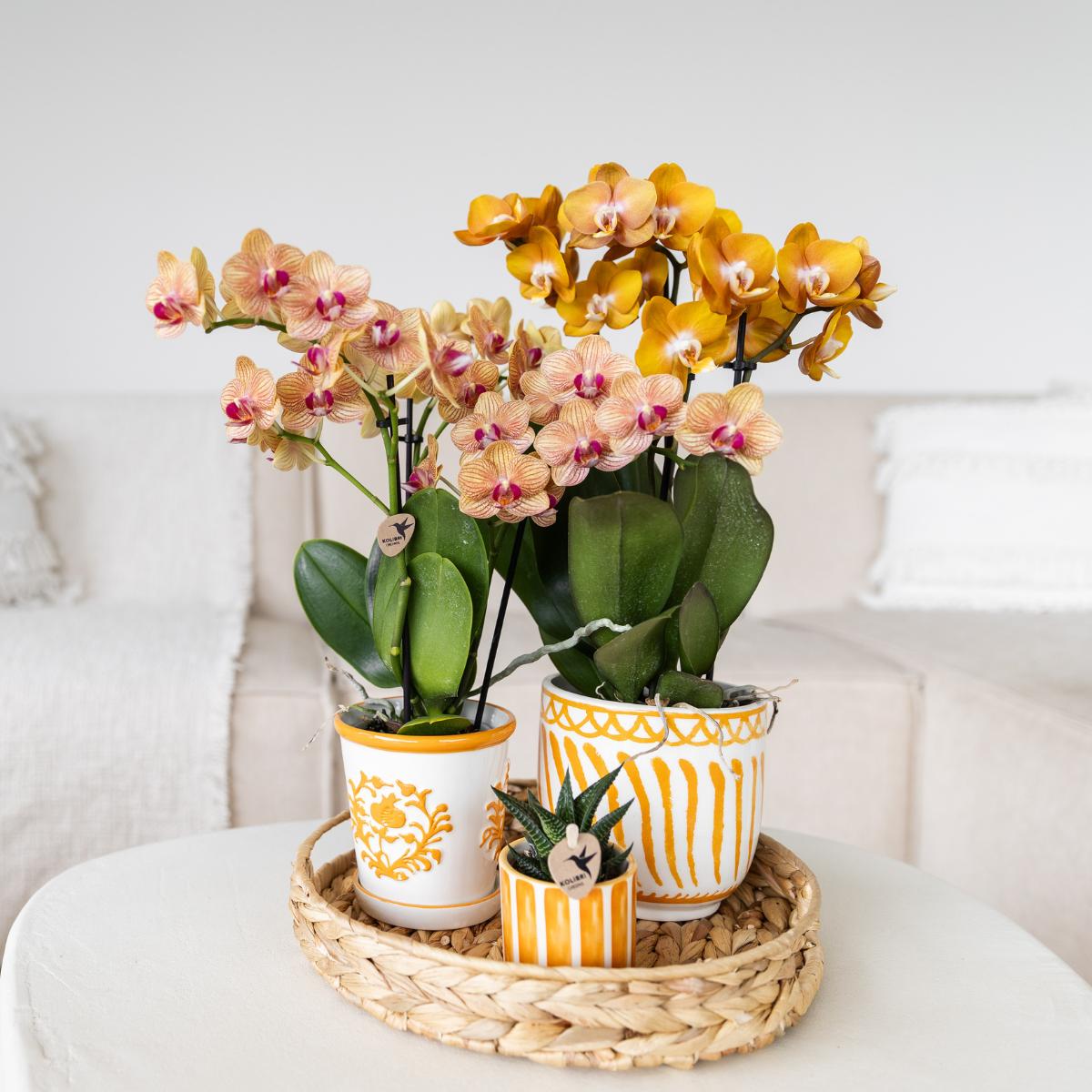 Orange Orchid Jamaica + Orange Malaga Pot - Pot Size 9cm