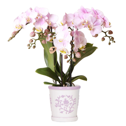 Pink Orchid Portugal + Pink Malaga Decorative Pot - Pot Size 9cm