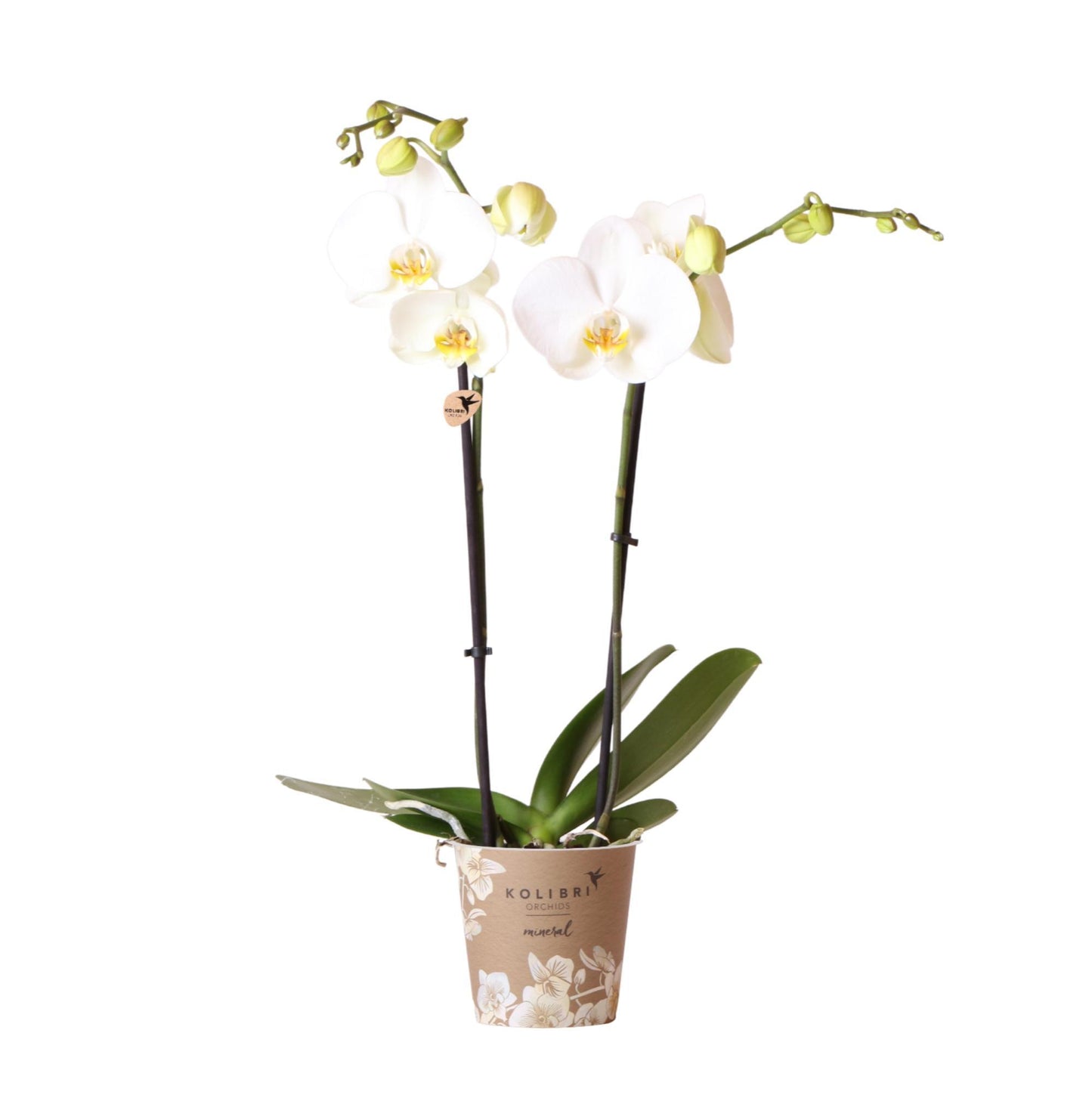 White Orchid - Dame Blanche - pot size 12cm