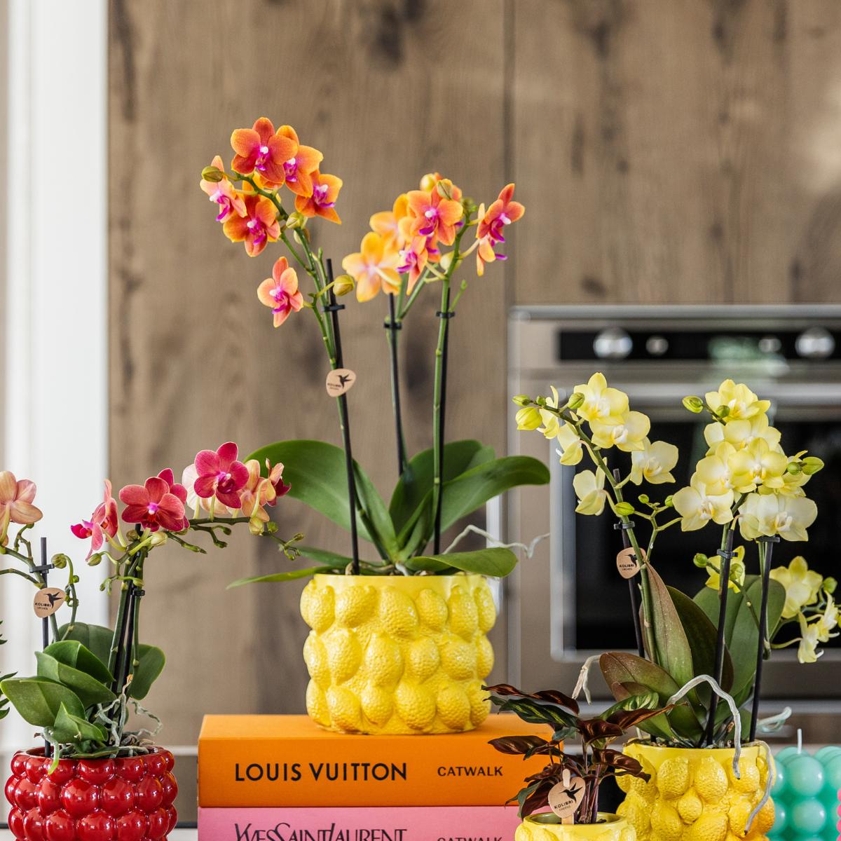 COMBI DEAL van 4 Geurige Oranje Orchideeën - potmaat 12cm